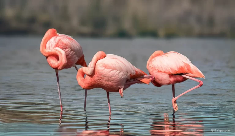 flamingo-my-navi-mumbai