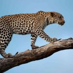 leopard-national-park