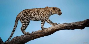 leopard-national-park